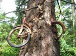 Bicycle-Tree-Vashon.jpg