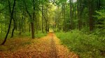 tree-nature-forest-wilderness-plant-trail-845364-pxhere.com-1.jpg