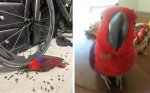 Parrot gets peckish, destroys wheel - CyclingTips-1637562995098.jpg