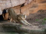 lion-stretching-43777399.jpg