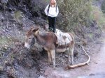 0229-tired-burro (Medium).jpg