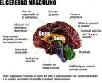 cerebromasculino.jpg