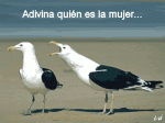 Gaviotas.gif