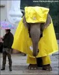 elephant_raincoat.jpg