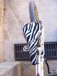 -Zebra- 014 (Small).jpg