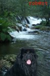 balu in the river.jpg