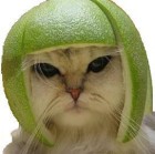 Cat_Helmet.jpg