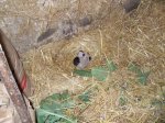 Gatitos recien nacidos (2).jpg