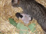 Gatitos recien nacidos (3).jpg