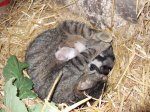 Gatitos recien nacidos (5).jpg