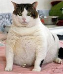 a92d5_gatos-gordos.jpg