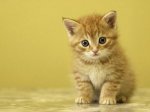 fotos-gatos.jpg