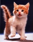 gatos18.jpg