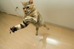 gatos_3.jpg