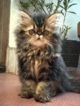 gatos_persa2.jpg