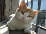 gatos-mitos-ntlc.jpg