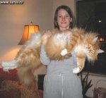 el-gato-mas-grande-del-mundo.jpg