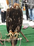 aguila real.jpg
