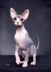 1710th-best-kitten-sphynx.jpg