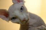 gato47.jpg