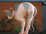 Sphynx3.jpg