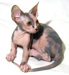 sphynx 1.jpg