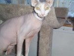 sphynx_hairless_cat.jpg