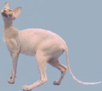 SphynxCat.jpg