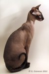 peterbald3.jpg