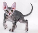 Peterbald%20kitten.jpg