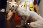 peterbald_chocolat_tortie1bis.jpg
