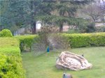 Pavo Real en Calatayud.jpg