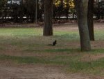 Ardilla. Parque Alameda de Cervantes de Soria.jpg