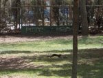 Ardilla. Parque Alameda de Cervantes de Soria (3).jpg