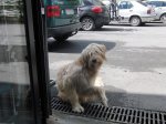 copia perro.jpg