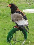 Aguila volatinera.jpg