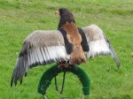 Aguila volatinera (2).jpg