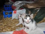 Gatines un mes (31).jpg