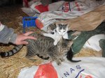 Camada gatos 1 mes (6).jpg
