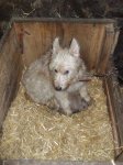 Cachorrines de Argi (4).jpg