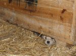 Cachorros_un_mes_(3).JPG