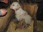 Cachorros_un_mes_(7).JPG