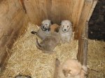 Cachorros_un_mes_(9).JPG