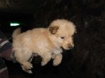 Cachorros_un_mes_(14).JPG