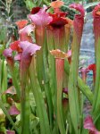 Sarracenia_CRBell[1].jpg