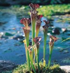 sarracenia-readii-medium[1].jpg