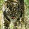 Carlos "LiNCe"