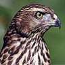 accipiter