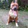 Amstaff_mR